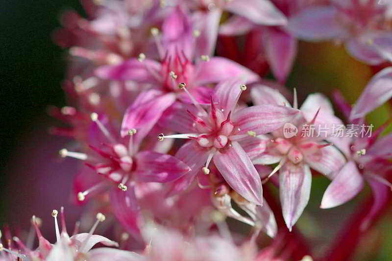 龙葵/玉花/钱花